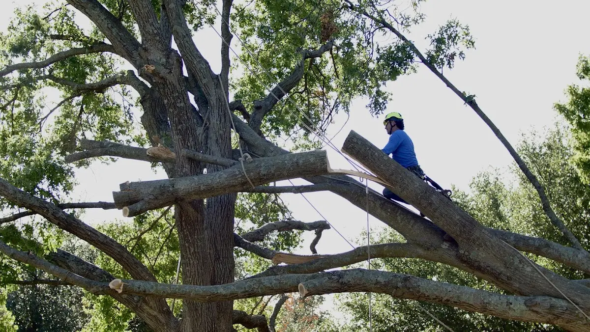 Professional Hazardous Tree Removal performed by certified arborists in Saco