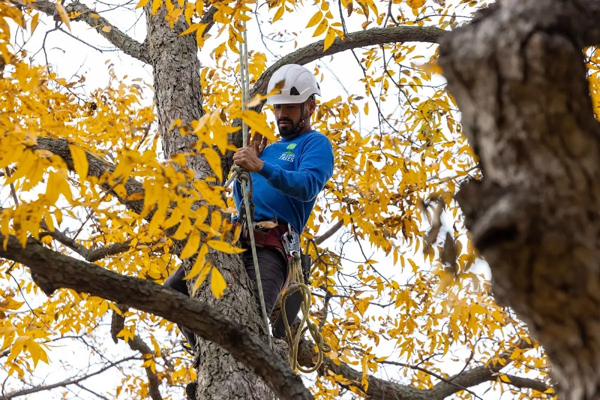 Skilled Storm Damage Cleanup crew working in Saco